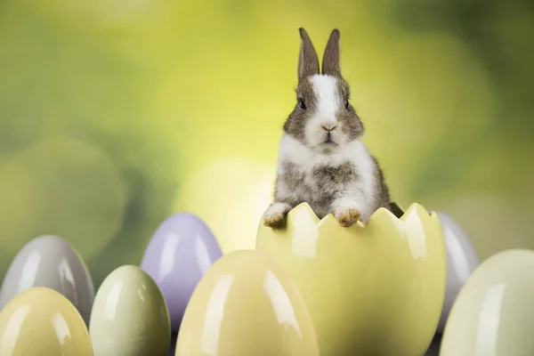 Conejo, conejo y huevos de Pascua sobre fondo verde —  Fotos de Stock