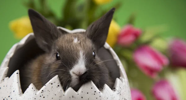 Conejito bebé y huevo sobre fondo de flores de tulipán —  Fotos de Stock