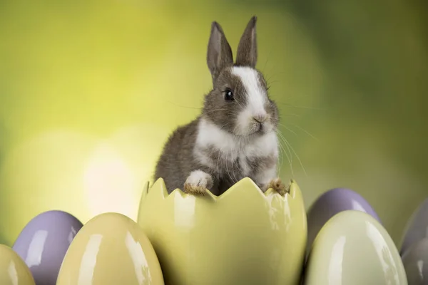 Pequeño conejo bebé lindo y huevos de Pascua —  Fotos de Stock