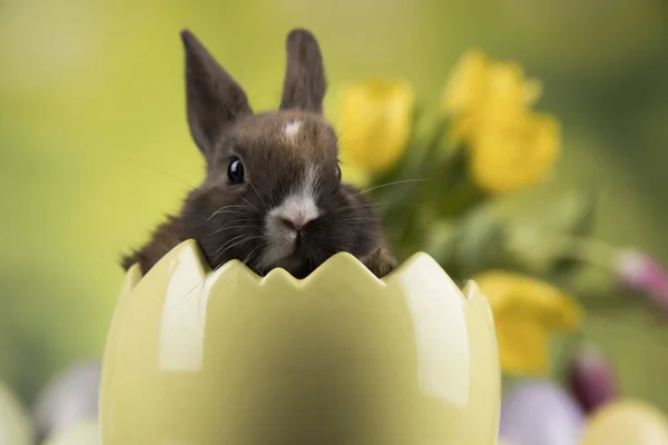 Conejito bebé y huevo sobre fondo de flores de tulipán —  Fotos de Stock