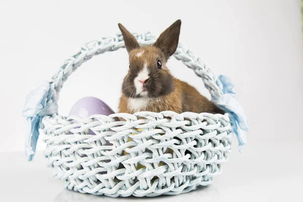 Coelhinho bonito com fundo de cesta — Fotografia de Stock