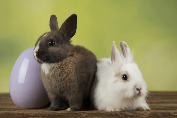 Piccolo coniglio bambino carino e uova di Pasqua — Foto Stock
