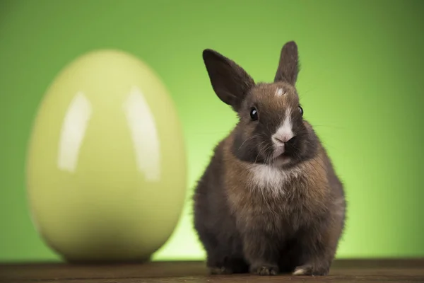 Bunny med påsk ägg på grön bakgrund — Stockfoto