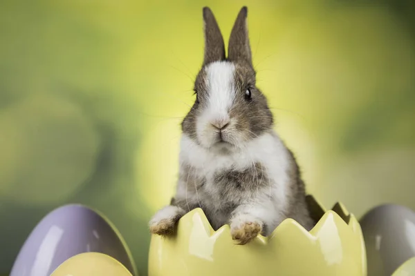 Oeufs de lapin, lapin et Pâques sur fond vert — Photo