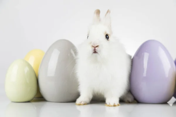 Trochę baby królik i Wielkanoc jaja, białe tło — Zdjęcie stockowe