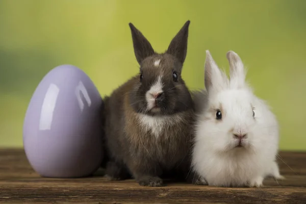 Zvířecí Velikonoce, vejce a zeleným pozadím — Stock fotografie