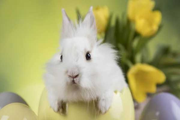 Pasen decoratie, konijnen, eieren en bloemen — Stockfoto