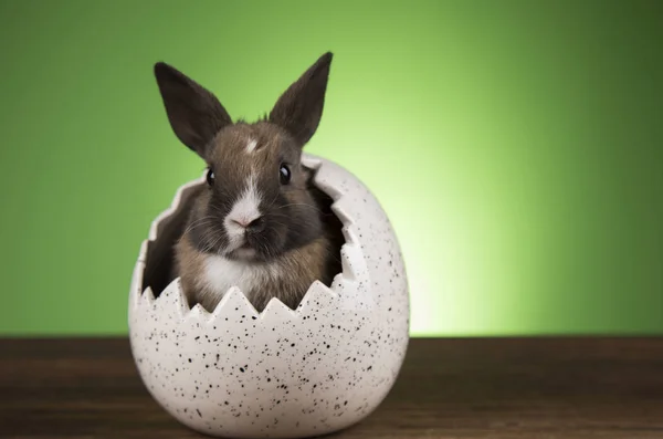 Pequeno bebê bonito coelho e ovos de Páscoa — Fotografia de Stock