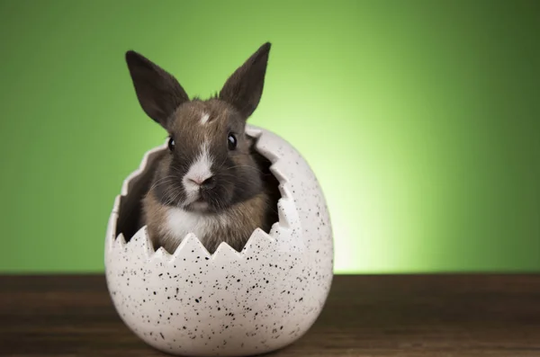 Petit bébé lapin mignon et oeufs de Pâques — Photo