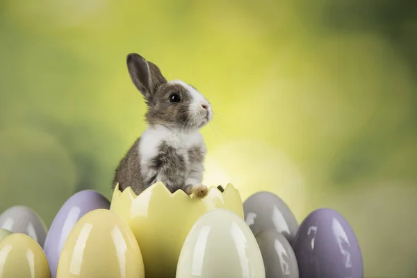 Petit bébé lapin mignon et oeufs de Pâques — Photo