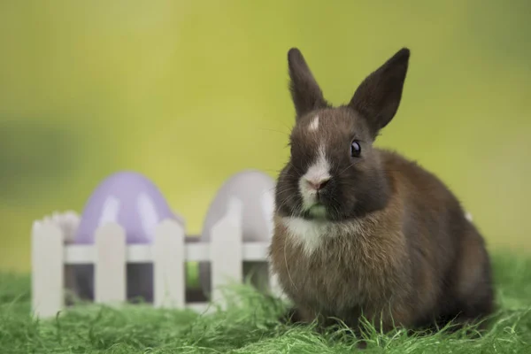 Conejo con huevos de Pascua sobre fondo verde —  Fotos de Stock