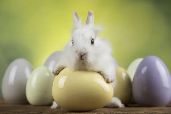 Fiesta de Pascua de animales, huevos y fondo verde —  Fotos de Stock