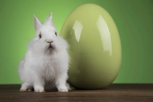 Piccolo coniglio bambino carino e uova di Pasqua — Foto Stock