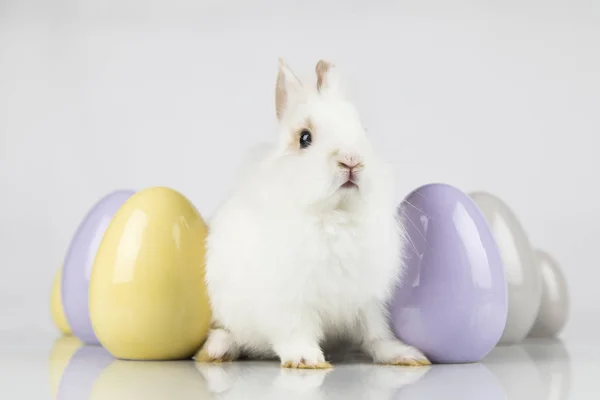 Fiesta de animales de Pascua, y huevos fondo blanco —  Fotos de Stock