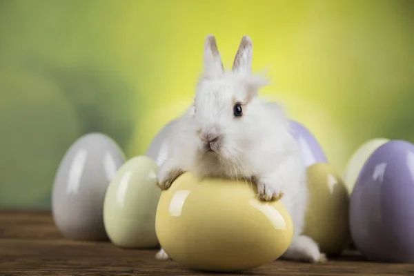 Piccolo coniglio bambino carino e uova di Pasqua — Foto Stock