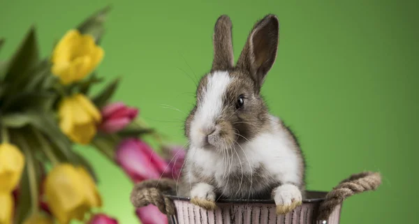 Dekoracje wielkanocne, królików, jaja i kwiaty — Zdjęcie stockowe