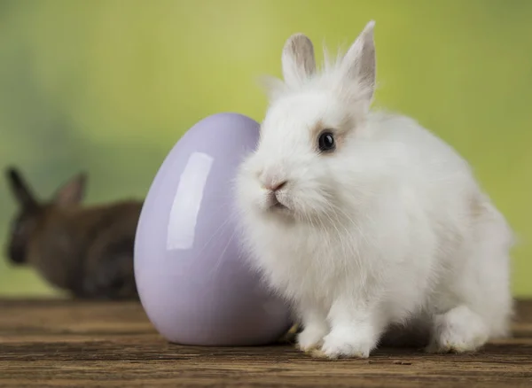 Bunny, rabbit and easter eggs on green background — Stock Photo, Image