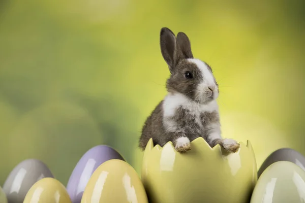 Little cute baby rabbit and easter eggs — Stock Photo, Image