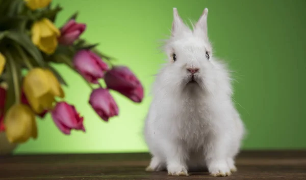 Decoración de Pascua, conejos, huevos y flores —  Fotos de Stock