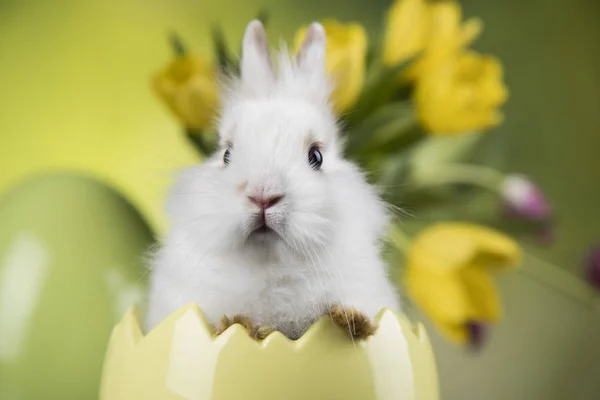 Decoración de Pascua, conejos, huevos y flores — Foto de Stock