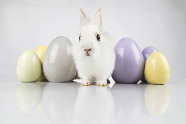 Liten söt baby kanin och påsk ägg, vit bakgrund — Stockfoto