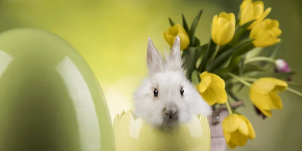 Påsk dekoration, kaniner, ägg och blommor — Stockfoto