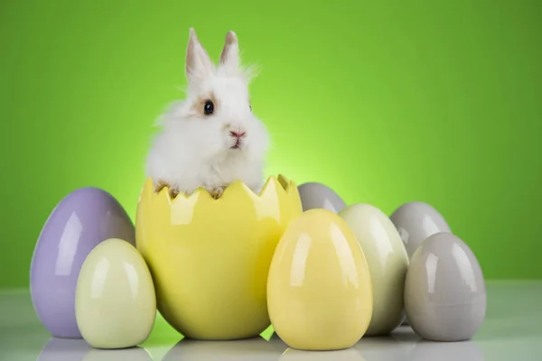 Conejo con huevos de Pascua sobre fondo verde — Foto de Stock