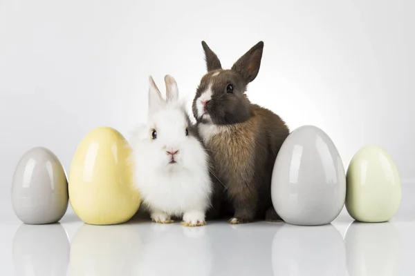 Conejo, Conejo y Pascua Huevo y fondo blanco —  Fotos de Stock