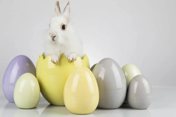 Pasqua vacanza animale, e le uova sfondo bianco — Foto Stock