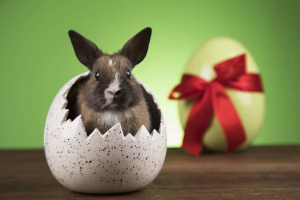 Bunny, rabbit and easter eggs on green background