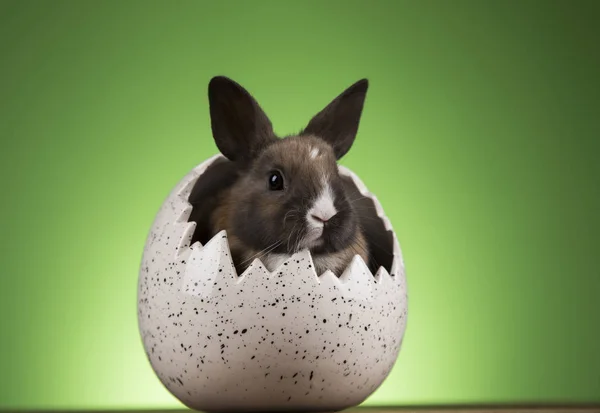 背景が緑色の卵のイースターのウサギ — ストック写真