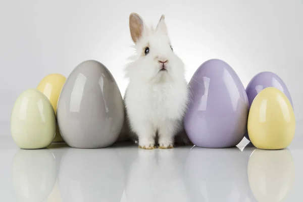 Conejo, Conejo y Pascua Huevo y fondo blanco —  Fotos de Stock