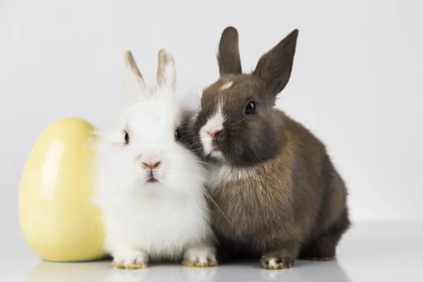 Fiesta de animales de Pascua, y huevos fondo blanco —  Fotos de Stock