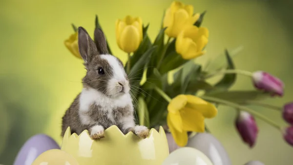 うさぎの赤ちゃん、卵チューリップの花背景の — ストック写真