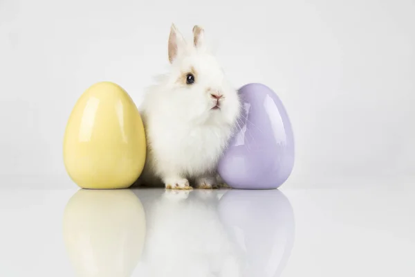 Liten söt baby kanin och påsk ägg, vit bakgrund — Stockfoto