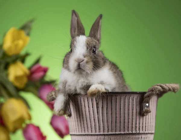 Pasen decoratie, konijnen, eieren en bloemen — Stockfoto