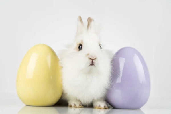 부활절 동물의 휴일과 달걀흰 배경 — 스톡 사진