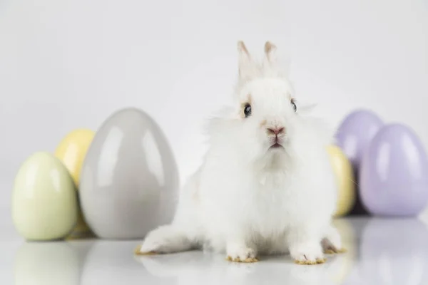 Lilla baby kanin och påsk ägg, vit bakgrund — Stockfoto