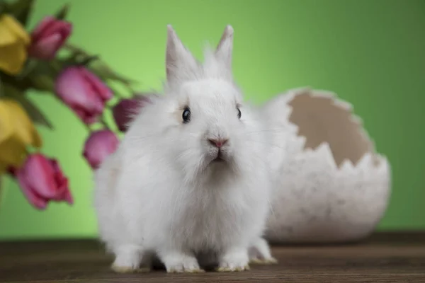Маленький кролик з великодніми яйцями в квітці — стокове фото