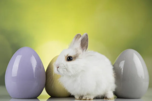 Conejo, conejo y huevos de Pascua sobre fondo verde — Foto de Stock