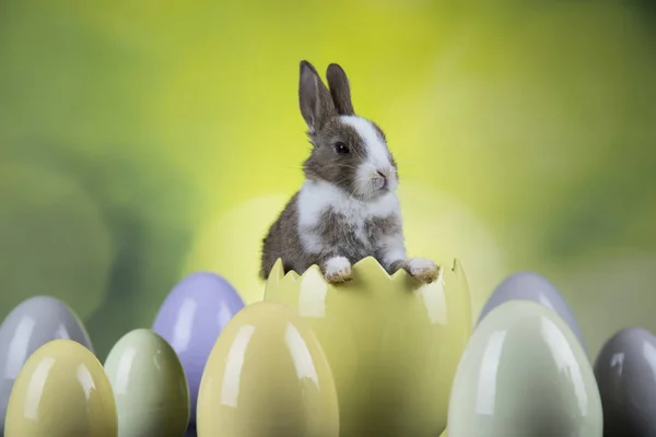 Conejo con huevos de Pascua sobre fondo verde —  Fotos de Stock