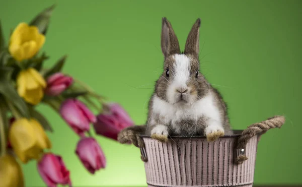 Velikonoční dekorace, králíky, vejce a květiny — Stock fotografie