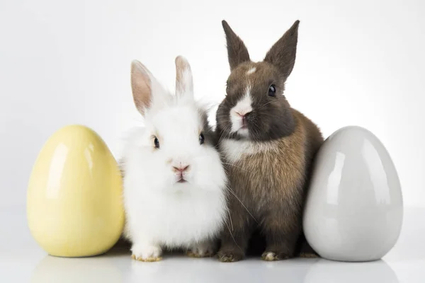 Malé roztomilé dítě králíků a velikonoční vajíčka, bílé pozadí — Stock fotografie