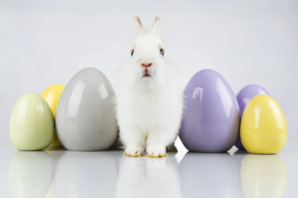 Conejo, Conejo y Pascua Huevo y fondo blanco —  Fotos de Stock