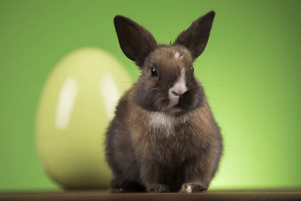 Coniglietto, coniglio e uova di Pasqua su sfondo verde — Foto Stock