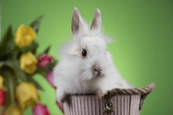 Králíček a vajíčko na Tulipán květy pozadí — Stock fotografie