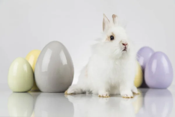 Pequeño conejo bebé lindo y huevos de Pascua, fondo blanco —  Fotos de Stock