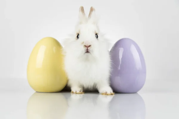 Piccolo coniglio bambino carino e uova di Pasqua, sfondo bianco — Foto Stock