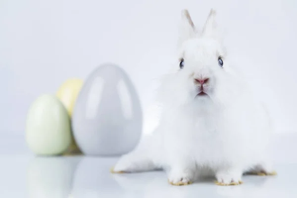 Kanin, Bunny och påskägg och vit bakgrund — Stockfoto