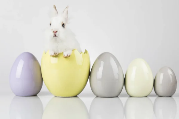 Маленький кролик і великодні яйця, білий фон — стокове фото